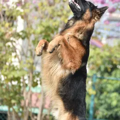 It's all about timing. This shot captures a German Shepherd playfully standing on its hind legs, showing off its strength and focus against a natural, leafy background.