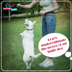 Never underestimate the power of an Indie dog. They are intelligent, resilient, and incredibly loyal. We are proud to train and advocate for our Indian street dogs, who make wonderful, loving companions.