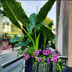 Creating a big tropical impact in a small space. This balcony planter combines a large Alocasia for height with trailing plants and purple petunias for color and fullness.