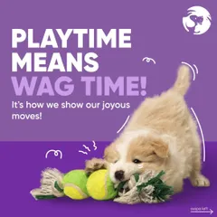 Nothing beats the joy of playtime. This little pup is having a blast with one of our durable rope toys and a classic tennis ball, perfect for keeping them active and happy.