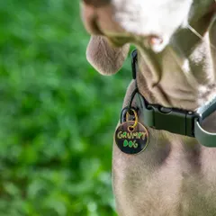 The "Grumpy Dog" tag says one thing, but that face says another. This close-up of Draco the Weimaraner's collar is a fun detail that adds to the story of his quirky personality.