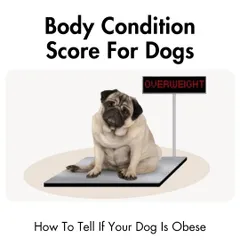 Is your dog at a healthy weight? This guide introduces the Body Condition Score (BCS), a simple method to check if your dog is underweight, overweight, or just right.