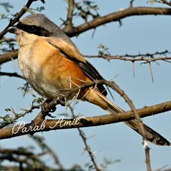 A Long-tailed Shrike, known as the "Butcher Bird," perches on a thorny acacia in Haryana. These birds are ruthless hunters, known for impaling their prey on thorns to create a larder.