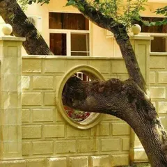 Here is a simple yet powerful example of designing with nature. Instead of removing the tree, the wall was built to accommodate it, preserving the tree's life and creating a unique and interesting feature.