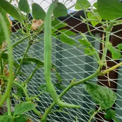 A client sent this picture of a healthy, long bean growing on their creeper net. It's wonderful to see them enjoying the fruits of their labor.