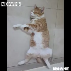 This is the definition of relaxed. Brownie is sleeping soundly on the cool floor, belly up, which is a sure sign of a cat who feels completely safe and content.