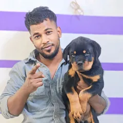 A top quality Rottweiler male pup. I make sure my Rot pups have the strong and confident look the breed is known for.