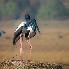 Two Black-necked Storks, a vulnerable species, stand together in a dry marshland. Capturing pairs and their interactions is a key focus of my project work.