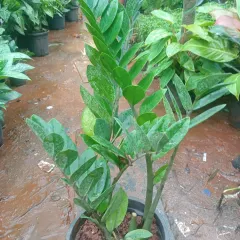 The ZZ plant is one of the toughest indoor plants you can find. It requires very little water and can tolerate low light conditions, making it perfect for beginners.