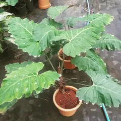 The Philodendron 'corsinianum' is a rare hybrid with large, impressive leaves. It's a statement plant that adds a tropical jungle feel to any indoor space, perfect for an experienced plant parent.