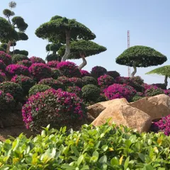 A view of the sculpted landscape in Hyderabad, featuring cloud-pruned topiary trees on a rolling hill of vibrant bougainvillea. This design blends Japanese garden techniques with colorful tropical plants.