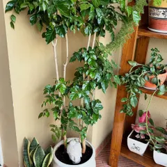 And here is the final result. The repurposed stand now neatly holds a variety of plants, including a beautiful braided hibiscus, completely changing the look and feel of this corner.