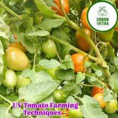 A close-up of my tomato farming techniques. These healthy, ripening tomatoes are grown using organic methods, ensuring they are delicious and free from harmful pesticides.