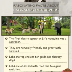 Learn some fascinating facts about the Labrador Retriever. While known for being friendly family pets, their keen nose and eagerness to please also make them top choices for detection, guide, and therapy work.