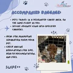 With our Accompanied Baggage service, your pet travels in a designated, climate-controlled cargo area on the same flight as you. This is a secure and popular option that minimizes separation time.