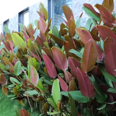 The colorful new growth on these Calathea plants shows shades of pink and red, adding interest to a foliage-focused design.