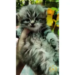 This tiny silver tabby kitten is already a pro at melting hearts. We make sure all our kittens are used to being held and cuddled, which helps them bond easily with their new families.