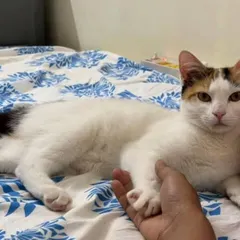ADOPTED! One of the girls, now safe and loved, holding paws with her new human. This is the happy ending every rescue deserves.