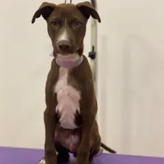 Panta the puppy is looking calm and curious after her first light grooming session. Early and positive experiences are key to a lifetime of happy grooming.