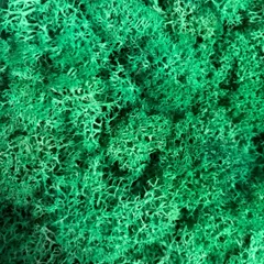 A macro close-up of the preserved reindeer moss, showcasing its vibrant green color and unique, spongy texture.