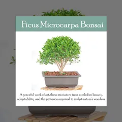 The Ficus Microcarpa Bonsai is a true work of living art. I love how these miniature trees symbolize beauty and patience, bringing a sense of calm and elegance to any space.