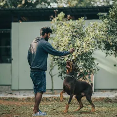 This is Axl, a Doberman, fully engaged during his training session. Building this kind of focus is the first step towards reliable obedience, using positive interaction to hold his attention.