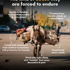 This infographic details the kind of abuse donkeys are forced to endure. From being beaten and overloaded to being denied basic food and water, their suffering is immense.