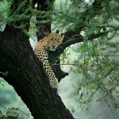 A lazy Sunday mood, perfectly embodied by this leopard lounging in a tree in Jhalana. Finding them like this, relaxed and in their element, offers a glimpse into their quieter moments, away from the constant struggle for survival.