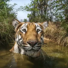 A tiger indulges in a "natural spa," soaking in a cool waterhole to escape the summer heat. Observing and documenting these natural behaviors provides crucial insight into the species' needs and habits.