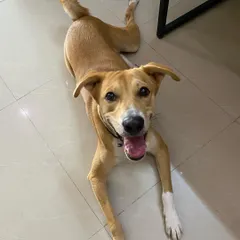 This is the happy face of Titan, a wonderful Indie who underwent a 4-month behavior modification program. We worked on unlearning old habits and teaching new, desired behaviors, transforming him into a much happier and more obedient companion.