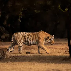 A tigress leads her playful cub through the forest, a tender moment between mother and child.