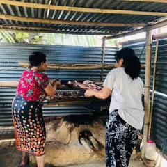 Here is our team in Nagaland preparing a fresh batch of pork for smoking. This traditional process, done over an open fire, is what gives our smoked pork its authentic, unforgettable flavor.