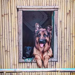 We are proud to be a pet-friendly event space. These two furry friends, a German Shepherd and a Labrador, are regular visitors, enjoying the view from one of our rustic bamboo structures.