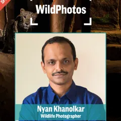 I am honored to take my stories from the field to international stages like WildPhotos. In my talks, I share the real-life challenges and successes of conservation photography, aiming to educate and inspire audiences about the wildlife living right in our backyards.