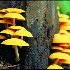 An incredible tapestry of colors, curious convolutions, and charms. This cluster of yellow fungi emerges from a decaying stump, ensuring organic richness so the cycles of the forest can go on and on.