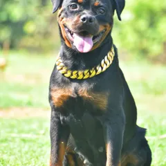 Meet Candy, a beautiful Rottweiler. Proper training and socialization are key to raising a well-behaved and confident Rottie.