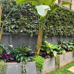This garden corner combines a lush vertical garden with statement tropicals like the Bird of Paradise. This technique adds privacy and a dramatic green backdrop to the outdoor seating area.