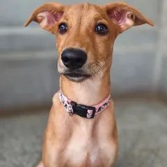 Look at those ears. This is a portrait of a sweet Indie girl I fostered for a week. In that short time, she learned so much and stole my heart completely. Fostering is a powerful way to help a dog on their journey to a forever home.