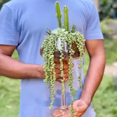 An open terrarium designed for a client's living room. This arrangement features a string of pearls succulent cascading elegantly from a tall glass, complemented by a cactus and other low-water plants.