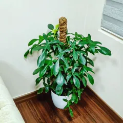 The Philodendron pedatum, with its distinct oak-shaped leaves, is a beautiful climbing plant that adds an exotic touch. Supported by a moss pole, it can grow into a magnificent feature plant for any corner.