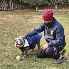 A moment of calm connection with an American Bully after a play session. It's important to show dogs affection when they are in a relaxed state to reinforce calm behavior.