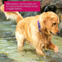 Still cautious, but getting braver. Documenting the step-by-step process of a dog exploring something new is a beautiful story in itself.