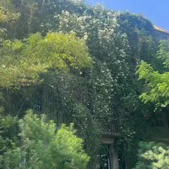 A closer look at the living wall of the Avasara campus. The density of the foliage provides natural cooling and creates a beautiful, ever-changing facade throughout the seasons.