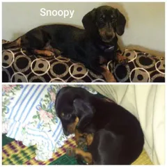 This is Snoopy's story, from a tiny Dachshund pup to a confident adult. Her mom says Petspace is her "school," and she gets excited just hearing the word! This is the trust we strive to build with every family.