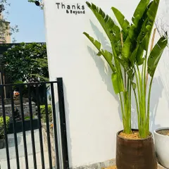 The entrance of this establishment is made more inviting with a tall Bird of Paradise plant. Its large, tropical leaves create a welcoming and natural focal point against the clean white wall.