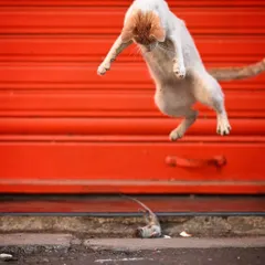 A dramatic mid-air leap during a hunt on the streets of Mumbai. Capturing this kind of urban wildlife encounter requires patience and quick reflexes, telling a story of survival against a vivid red backdrop.