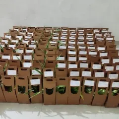 No order is too large. We specialize in handling bulk giveaways for corporate events, weddings, and parties, ensuring each plant is beautifully packaged and ready to delight your guests.
