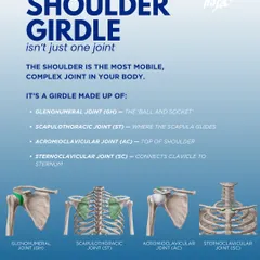 The shoulder is not one joint, but a complex girdle. If one part fails, the entire chain suffers.