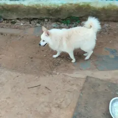 The rescued Pomeranian exploring his foster space. He is a survivor who deserves a forever home.