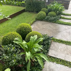 A close-up of a garden path with stone pavers and lush groundcover. The spherical Buxus shrubs and other foliage create a rich, green tapestry of textures.
